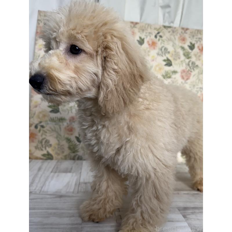 成約済の神奈川県のトイプードル-397299の3枚目