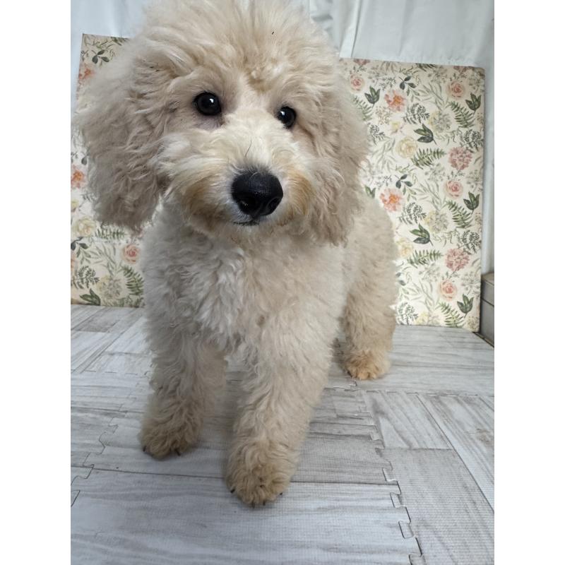 成約済の神奈川県のトイプードル-397299の2枚目