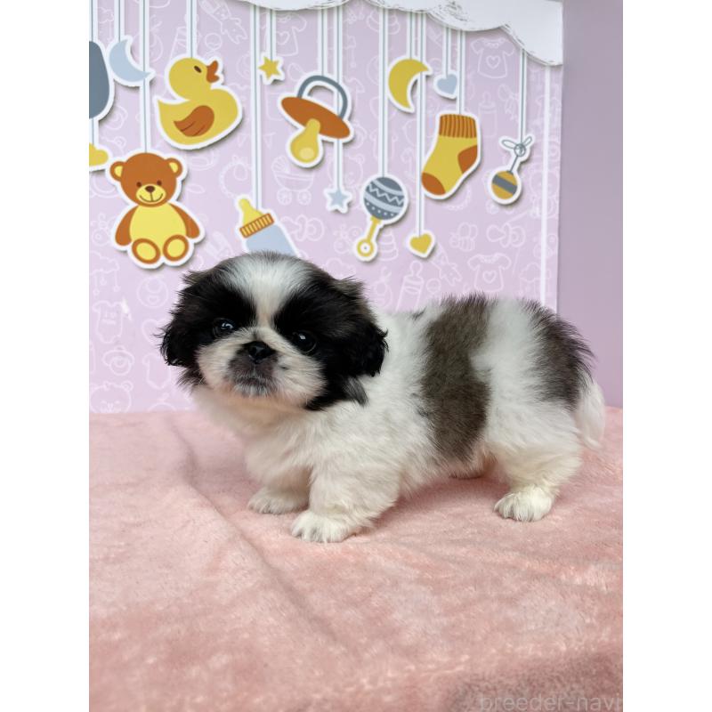 成約済の東京都のペキニーズ-406647の4枚目