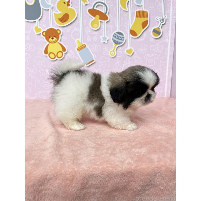 成約済の東京都のペキニーズ-406647の3枚目