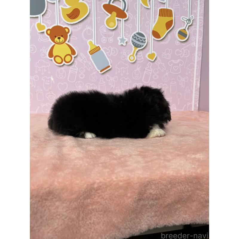 成約済の東京都のペキニーズ-406658の2枚目