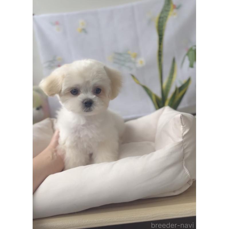 販売中の福岡県のミックス犬-403780の7枚目