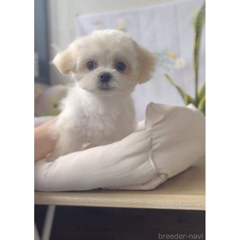 販売中の福岡県のミックス犬-403780の6枚目