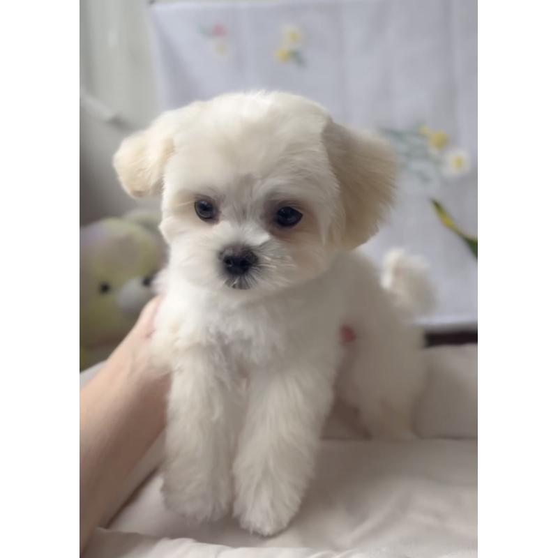 販売中の福岡県のミックス犬-403780の5枚目