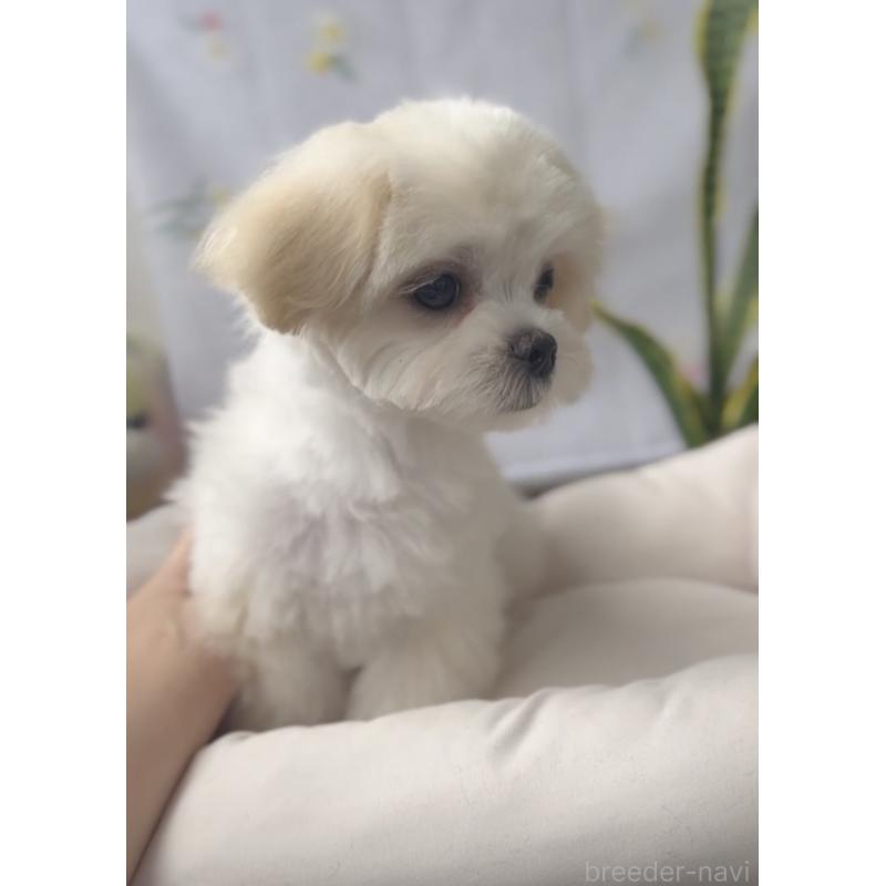 販売中の福岡県のミックス犬-403780の4枚目
