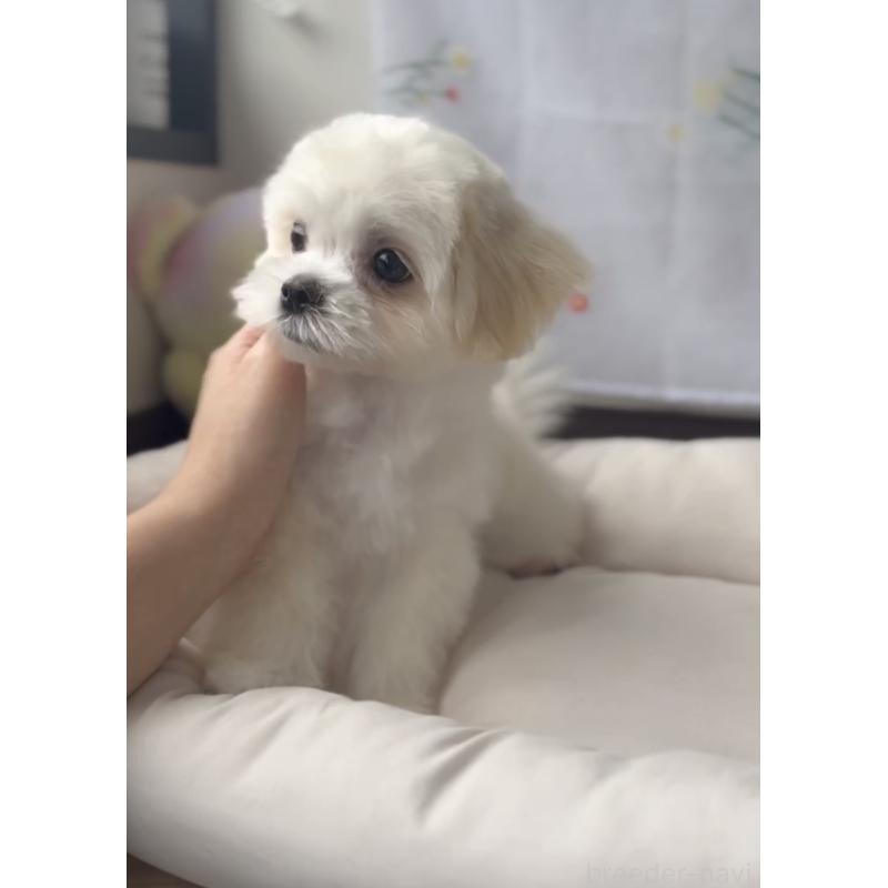 販売中の福岡県のミックス犬-403780の3枚目