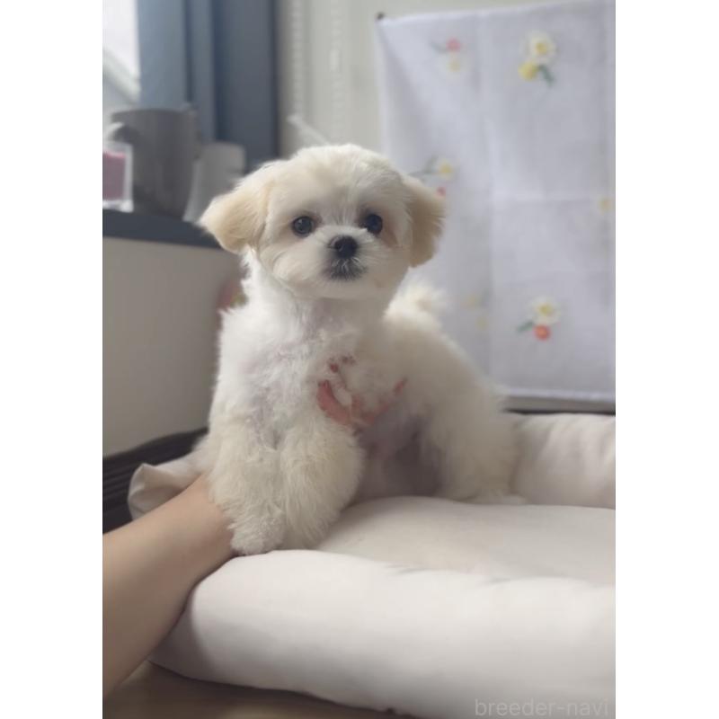 販売中の福岡県のミックス犬-403780の2枚目