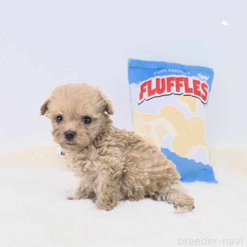 販売中の茨城県のマルプー:マルチーズ×トイプードル-411489の1枚目