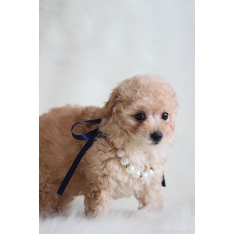 成約済の千葉県のタイニープードル-408354の6枚目