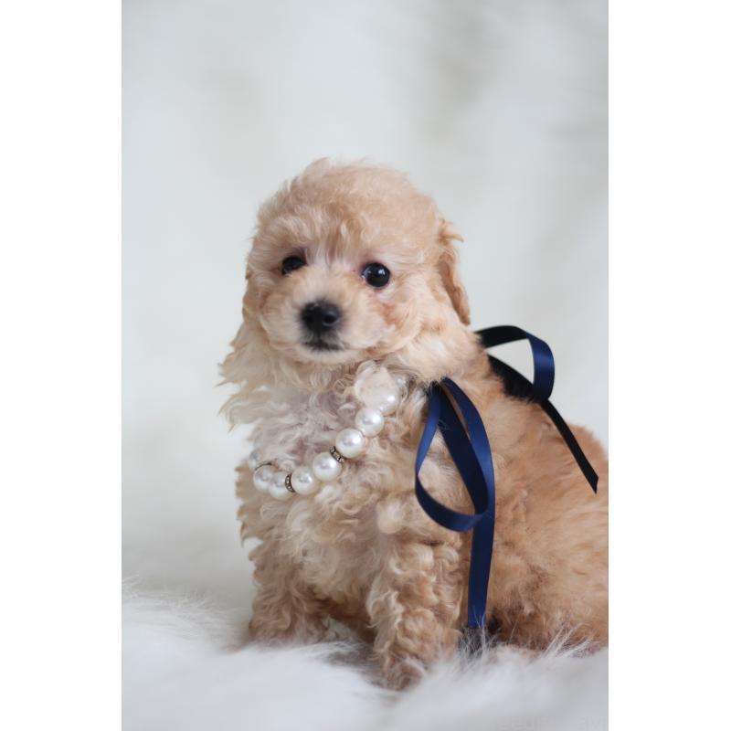 成約済の千葉県のタイニープードル-408354の5枚目