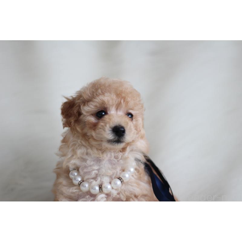 成約済の千葉県のタイニープードル-408354の4枚目