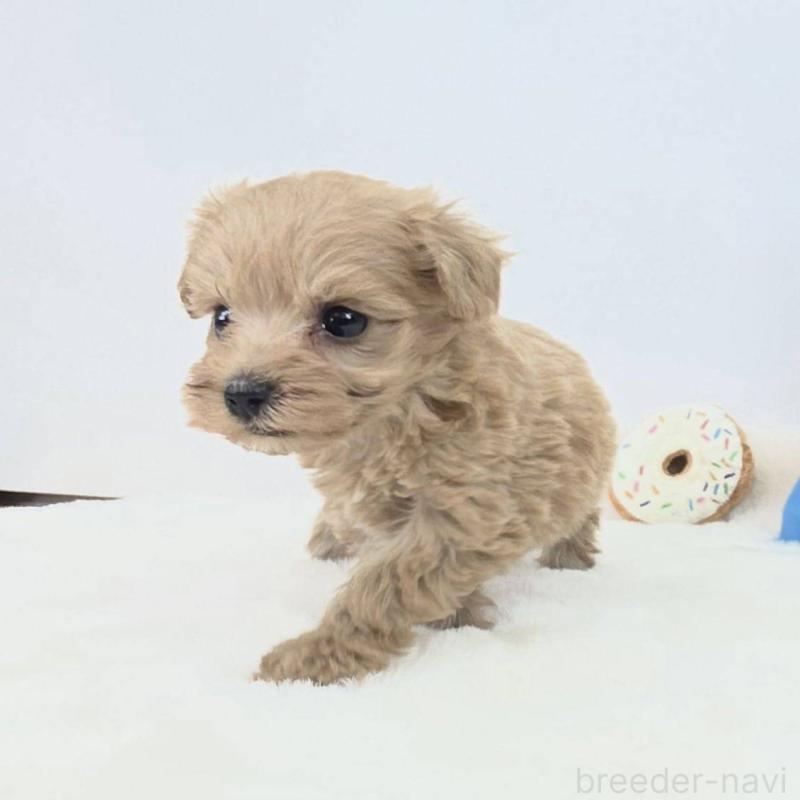販売中の茨城県のマルプー:マルチーズ×トイプードル-411491の4枚目