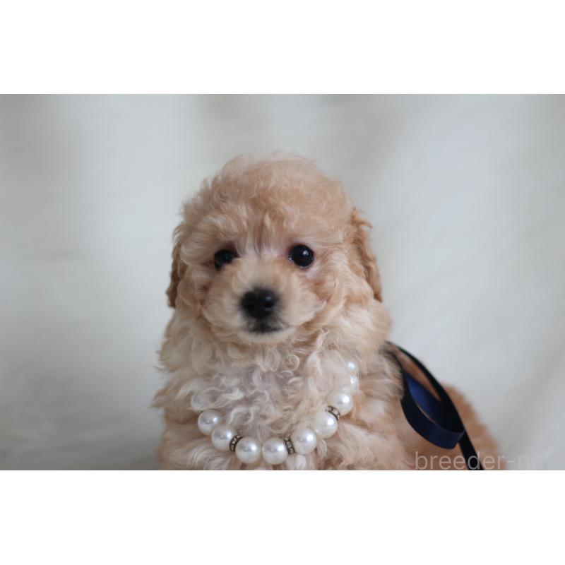 成約済の千葉県のタイニープードル-408354の3枚目