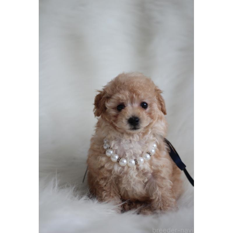 成約済の千葉県のタイニープードル-408354の2枚目