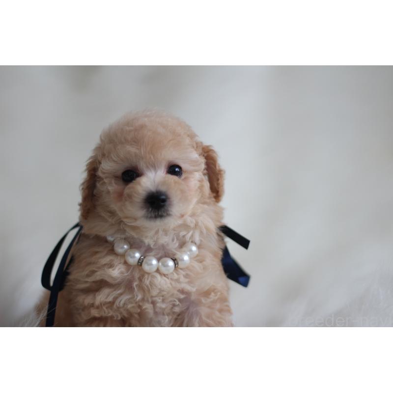 成約済の千葉県のタイニープードル-408348の5枚目