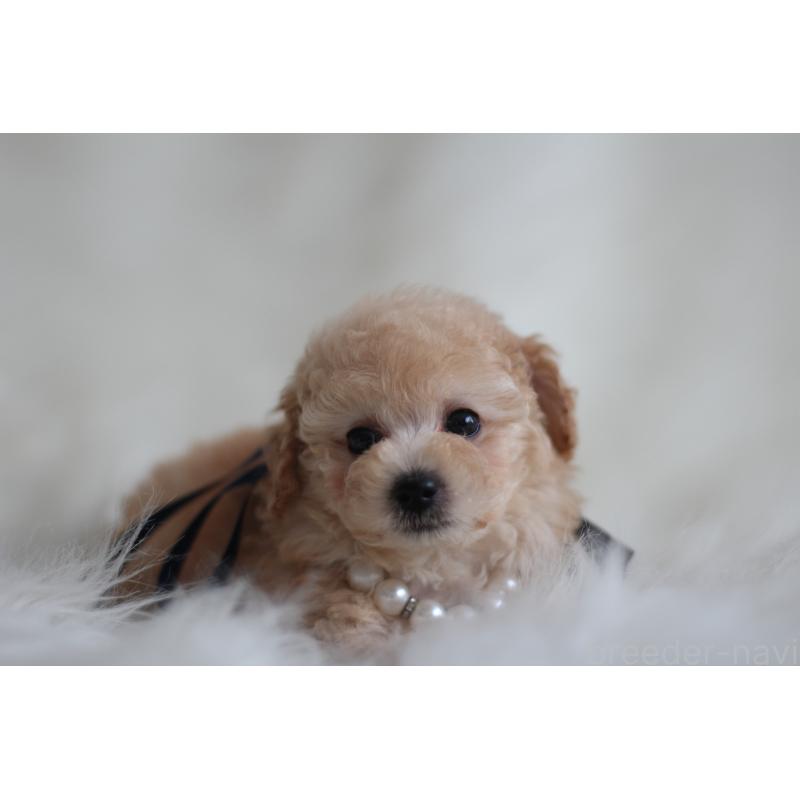 成約済の千葉県のタイニープードル-408348の4枚目