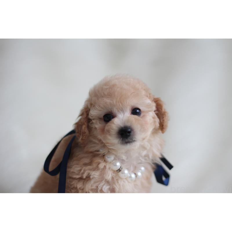 成約済の千葉県のタイニープードル-408348の2枚目