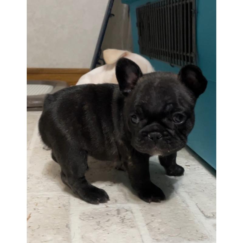 成約済の山口県のフレンチブルドッグ-411035の3枚目