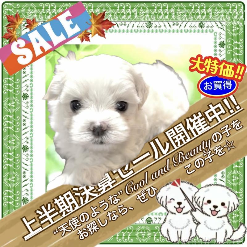 販売中の大阪府のマルチーズ-411495の7枚目