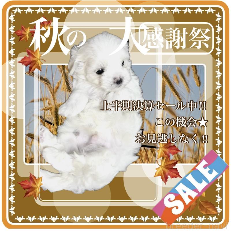 販売中の大阪府のマルチーズ-411495の6枚目