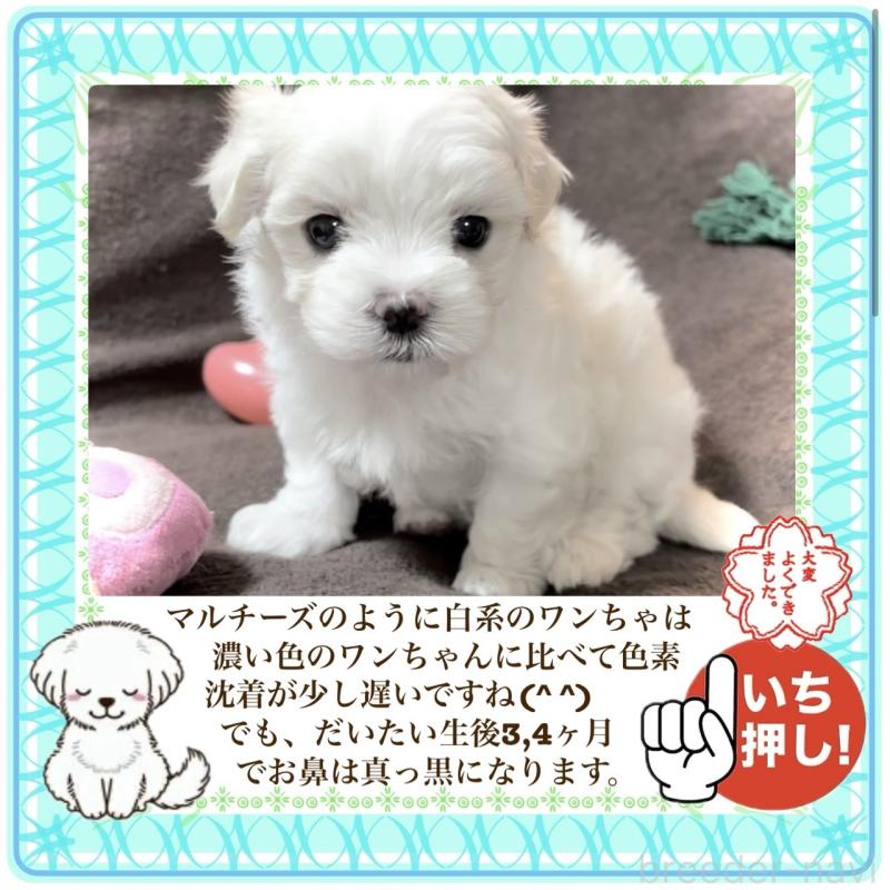 販売中の大阪府のマルチーズ-411495の5枚目