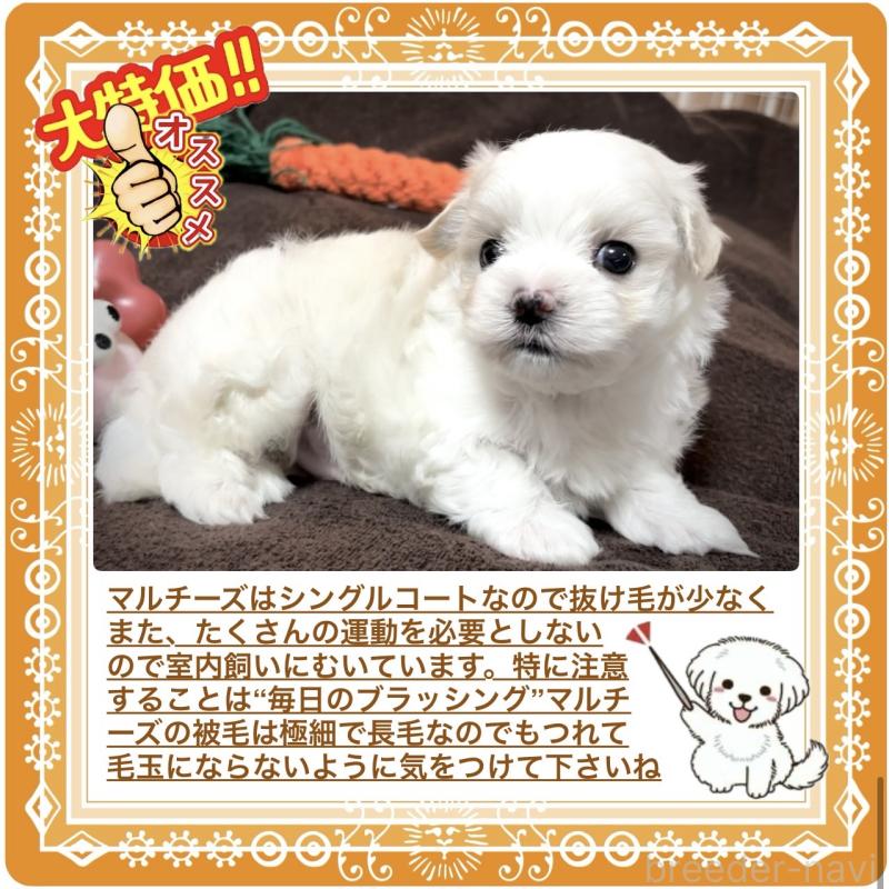 販売中の大阪府のマルチーズ-411495の3枚目