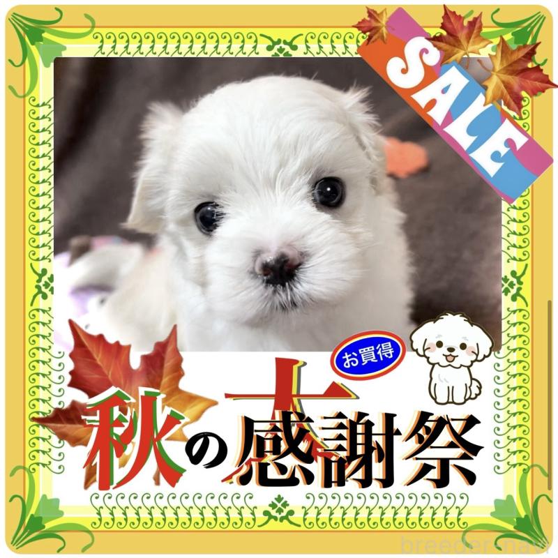 販売中の大阪府のマルチーズ-411495の1枚目