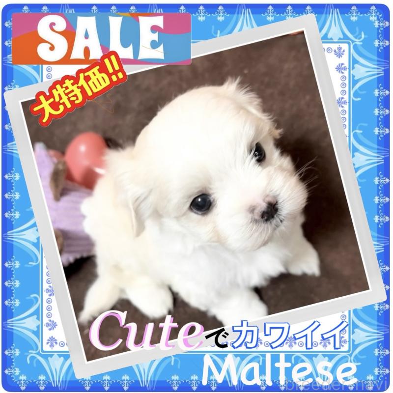 販売中の大阪府のマルチーズ-411495の2枚目
