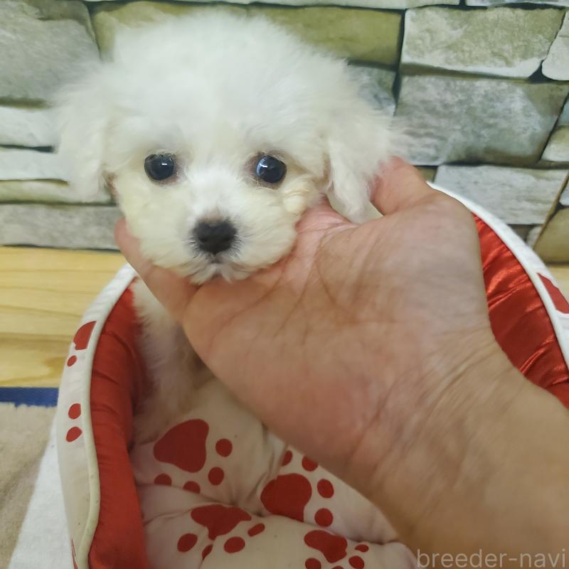 販売中の広島県のビションフリーゼ-411500の1枚目