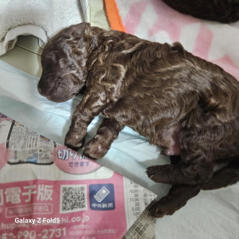 販売中の愛知県のトイプードル-411498の1枚目