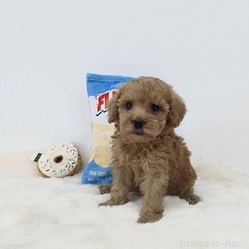 販売中の茨城県のミックス犬-411501の1枚目