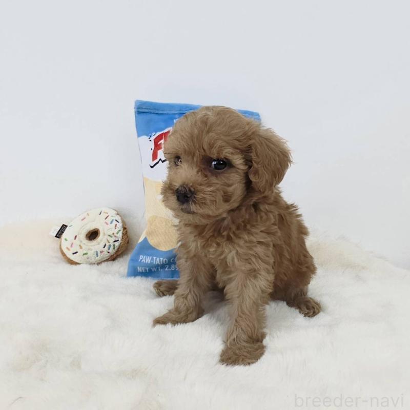 販売中の茨城県のミックス犬-411501の5枚目