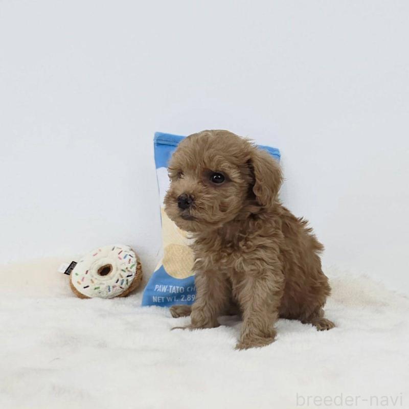 販売中の茨城県のミックス犬-411501の4枚目