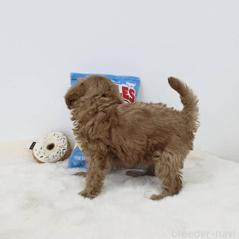 販売中の茨城県のミックス犬-411501の3枚目