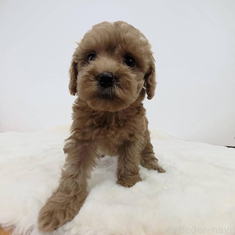 販売中の茨城県のミックス犬-411501の2枚目
