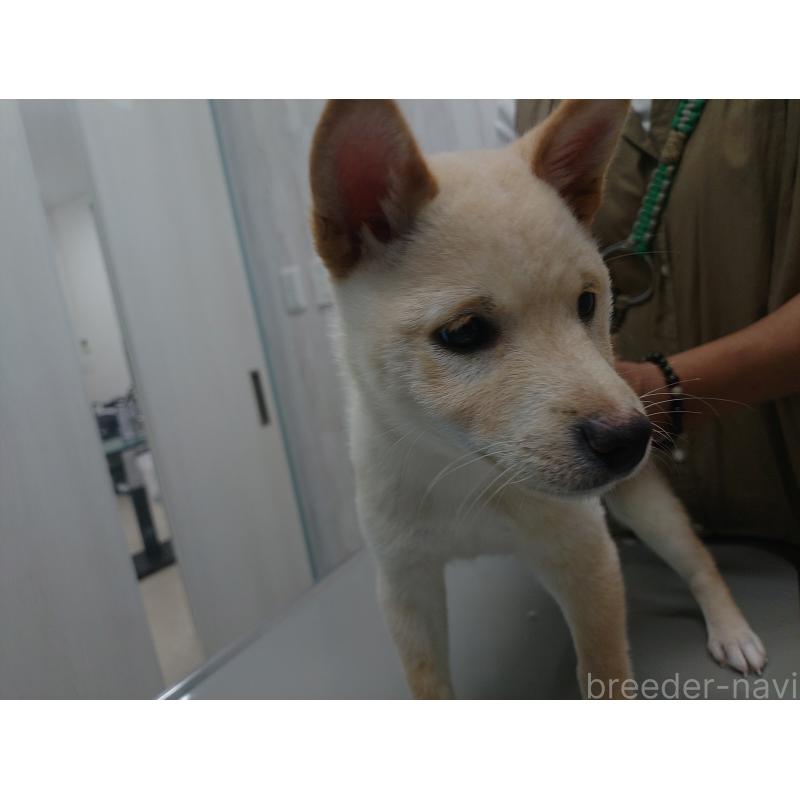 販売中の富山県の豆柴-401603の5枚目