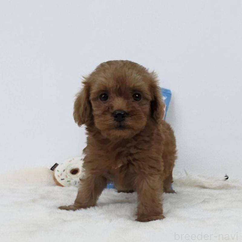 販売中の茨城県のミックス犬-411503の5枚目