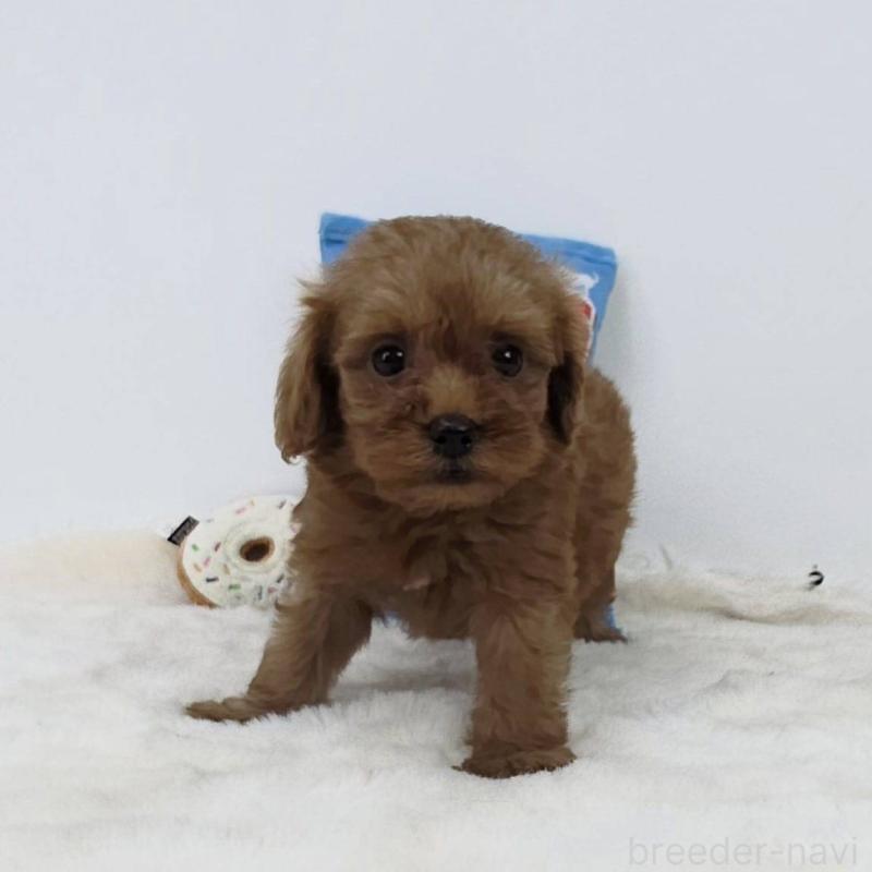 販売中の茨城県のミックス犬-411503の4枚目