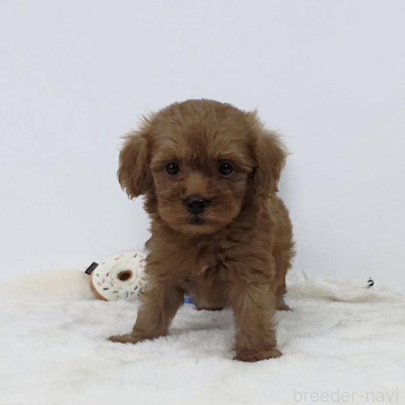 販売中の茨城県のミックス犬-411503の3枚目