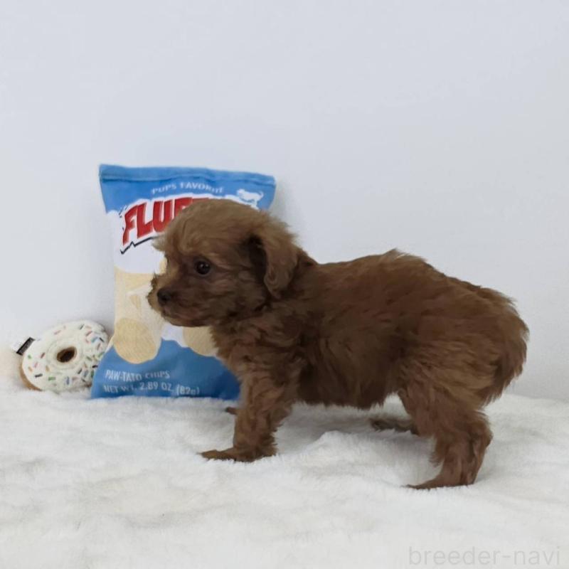 販売中の茨城県のミックス犬-411503の2枚目