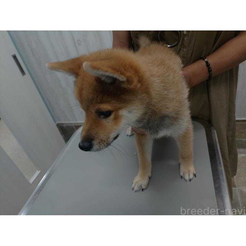 販売中の富山県の豆柴-401602の2枚目