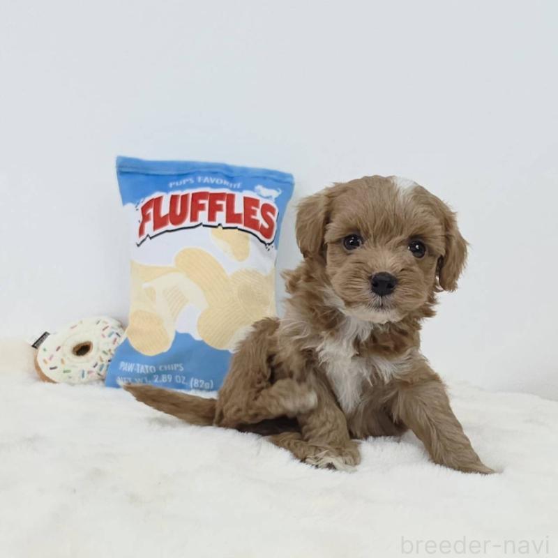 販売中の茨城県のミックス犬-411504の1枚目