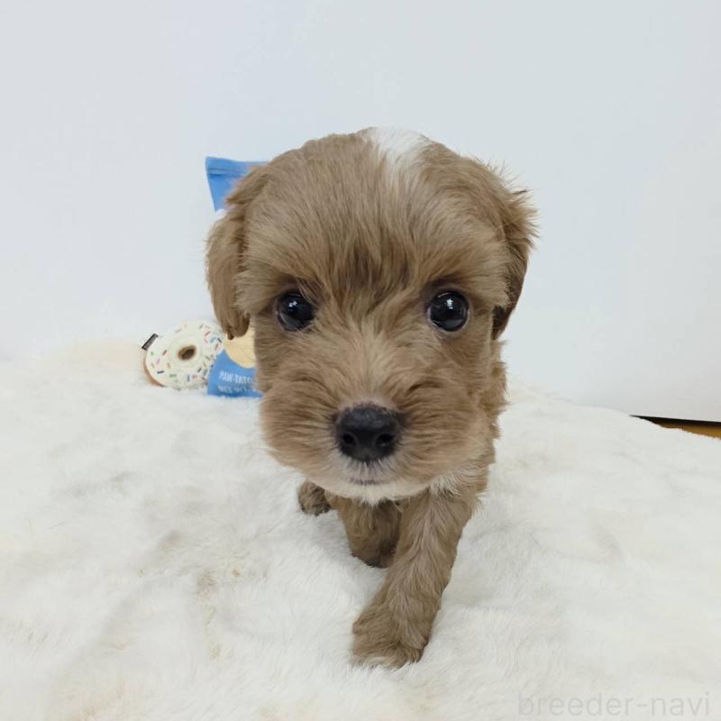 販売中の茨城県のミックス犬-411504の5枚目