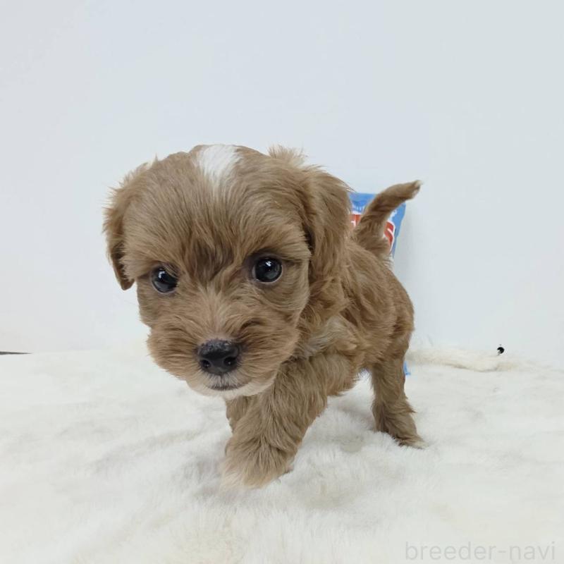 販売中の茨城県のミックス犬-411504の4枚目
