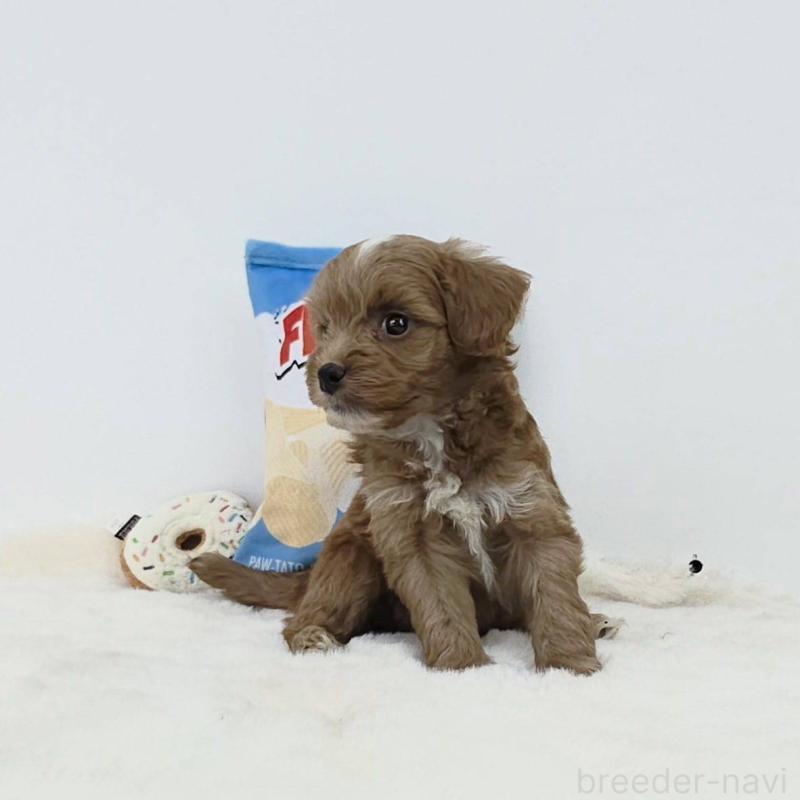 販売中の茨城県のミックス犬-411504の3枚目