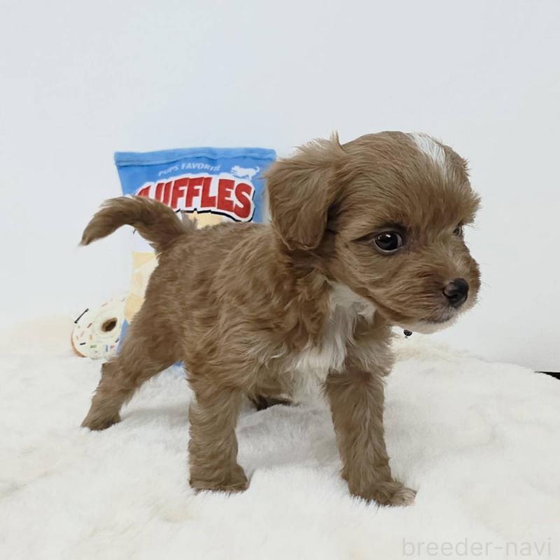 販売中の茨城県のミックス犬-411504の2枚目