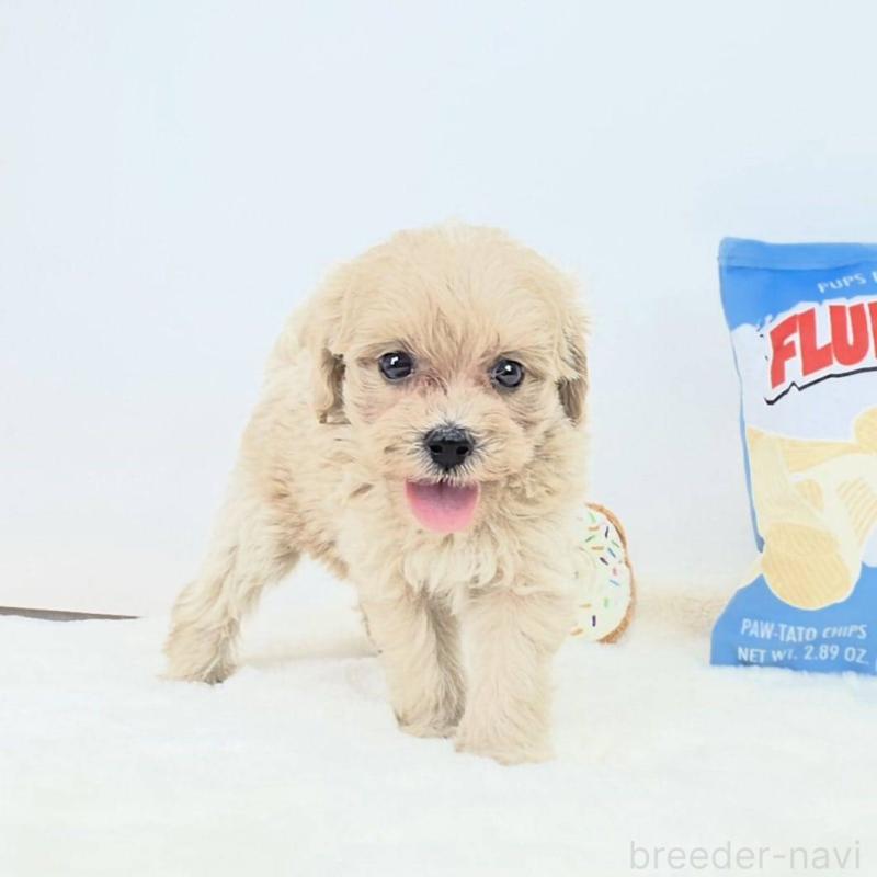 販売中の茨城県のミックス犬-411509の1枚目