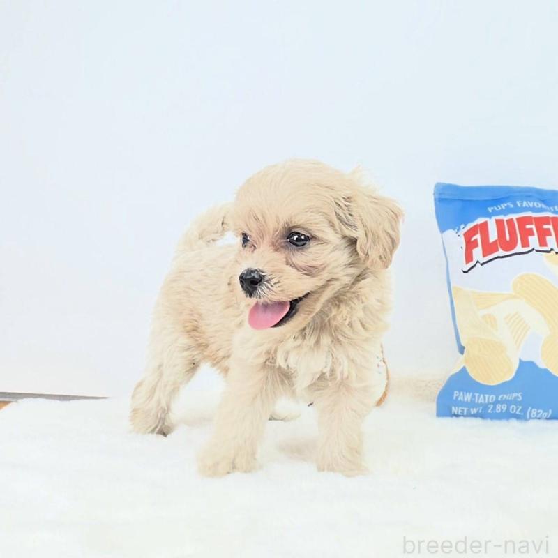 販売中の茨城県のミックス犬-411509の5枚目