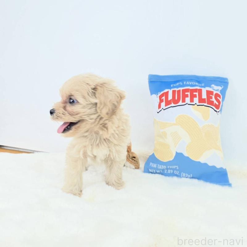 販売中の茨城県のミックス犬-411509の4枚目
