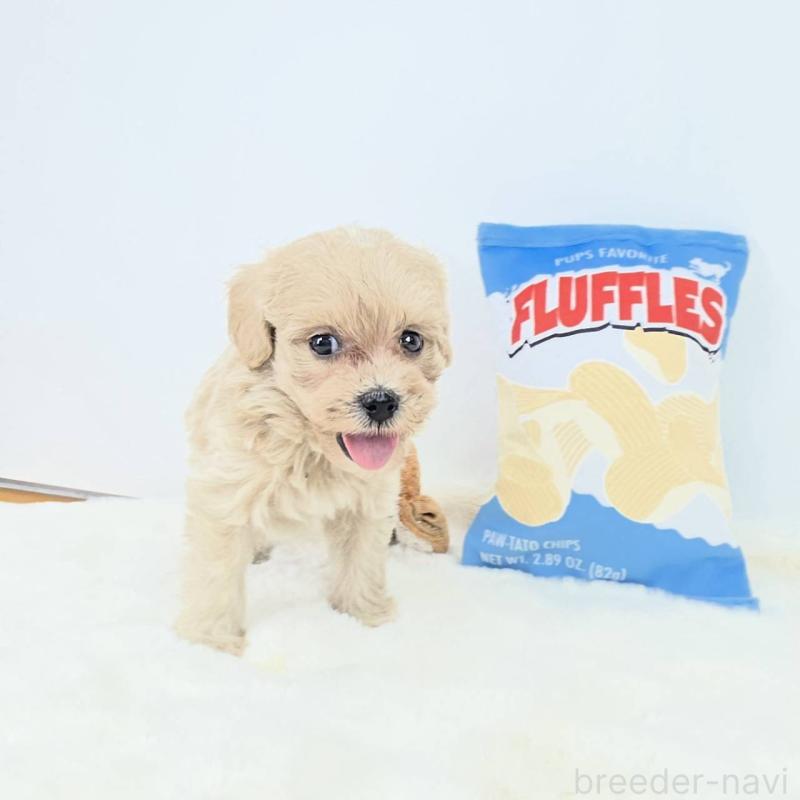 販売中の茨城県のミックス犬-411509の3枚目